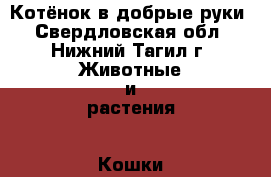 Котёнок в добрые руки - Свердловская обл., Нижний Тагил г. Животные и растения » Кошки   . Свердловская обл.,Нижний Тагил г.